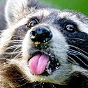  Raccoon,  -  8  2016