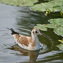 ���� ����, ����������-���������, 66 ��� - ��������� 13 ���� 2016 � ������ ���� ����������