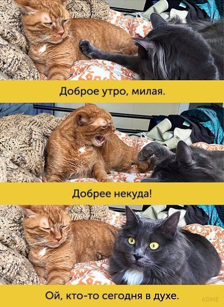 ����, ������ ������� ����� ������ ������������ - 5