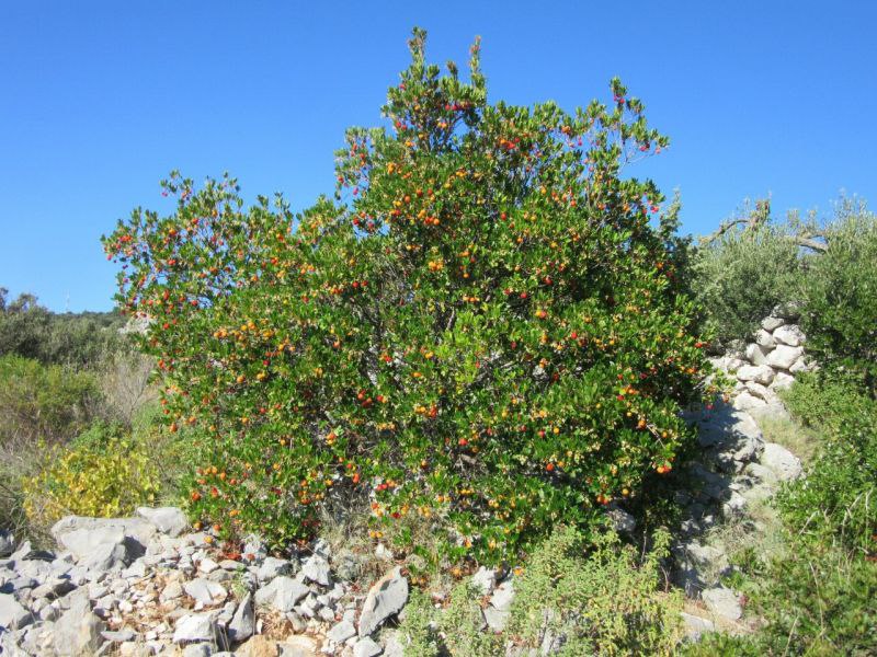  ,  (Arbutus) -  ,  