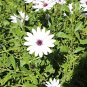 ���� Sezai, �����, 66 ��� - ��������� 9 ���� 2016 � ������ �Roses�