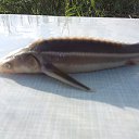 ���� �����, ���������, 59 ��� - ��������� 3 ���� 2016