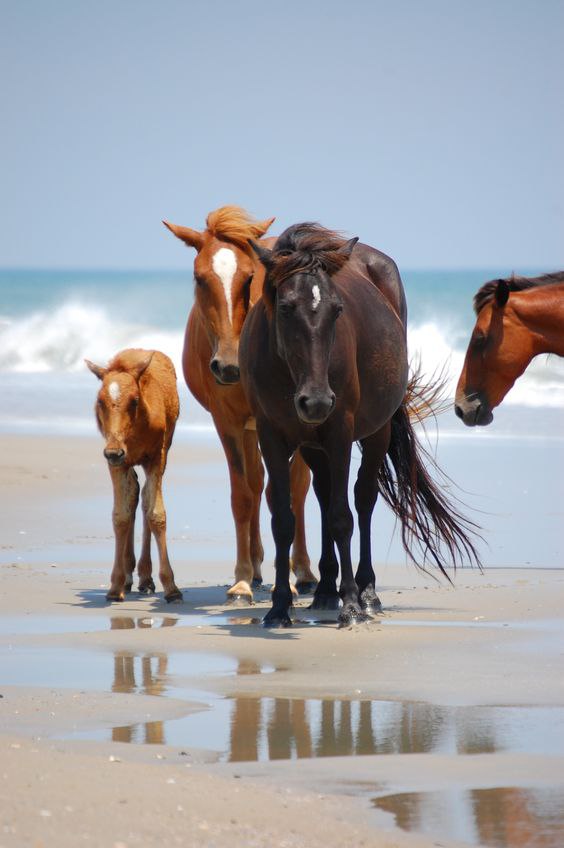 В мире животных - 15 мая 2016 в 07:06 - 2