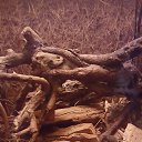 ���� Inga, ������ - ��������� 6 �������� 2016 � ������ �otpusk v UK�