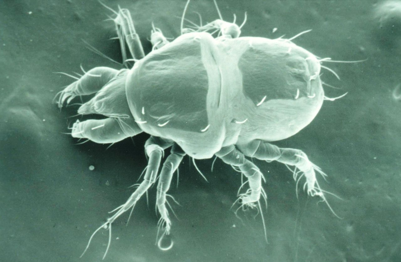    ,     .  ,  , , , , ... - 5