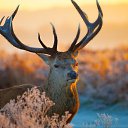 ���� ������, �������, 52 ���� - ��������� 19 ����� 2016 � ������ ������ ��������