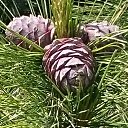 ���� �������, ����� - ��������� 12 ���� 2016 � ������ ���� ����������