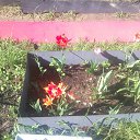  , - -  15  2016   ۻ