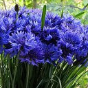 ���� Zara, ������������ - ��������� 20 ���� 2016 � ������ ������ ��������