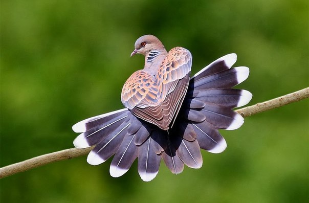 В мире животных - 6 мая 2016 в 13:36