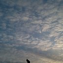 ���� ���, �����-���������, 43 ���� - ��������� 8 ������� 2016 � ������ ������ ��������