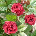  ,  -  24  2016   &quot;  &quot;.. 2016