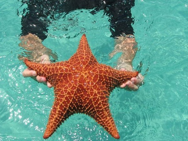 Пляж морских звезд - Бока дель Драго.Одним из самых красивых мест в Панаме для занятий дайвингом, ... - 5