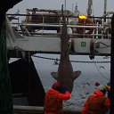 ���� ������, ��������, 54 ���� - ��������� 8 ������� 2016 � ������ ���� ����������