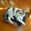 ���� �����, ����������, 41 ��� - ��������� 23 ���� 2016 � ������ ���� ����������