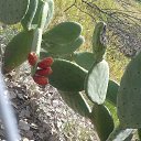 ���� Irena, ��������� - ��������� 28 ����� 2016 � ������ �����,2015�