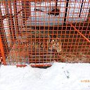 ���� �������, ���������, 66 ��� - ��������� 31 ���� 2016 � ������ ������