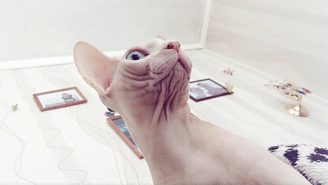     )  #sphynx