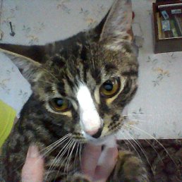 ���� ������, �����������, 56 ��� - ��������� 2 ������ 2016