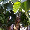 ���� Kazimieras, ����� - ��������� 13 ���� 2016 � ������ �Tenerife�