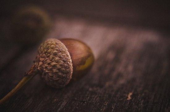 Существует так называемый принцип желудя. Принцип желудя говорит, что из желудя может вырасти только ...