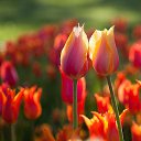    , -, 56  -  31  2016    