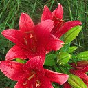 ORIGINAL LOVE (��-������) ���� �������� �� ������� ���� ����ۻ