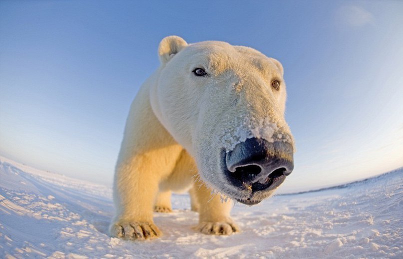    .  Steven Kazlowski    Arctic National ...