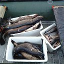 ���� ������, ����������, 54 ���� - ��������� 9 ������� 2016 � ������ ���� ����������