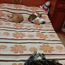 ���-���))) �� ������� ���� ����������