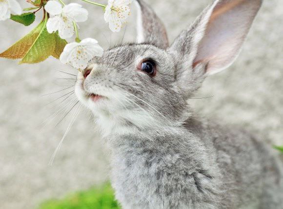 Р. НОСОМ ЧУЮ, ВСЕМ БУДЕТ-СЧАСТЬЕ!!!!