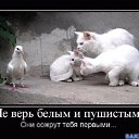 ���� �����, �����, 66 ��� - ��������� 24 ����� 2016 � ������ ���������