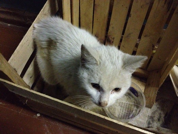 #Безкота_добро.Наша история произошла почти два года назад. Возвращаясь вечером домой, за мной возле ...