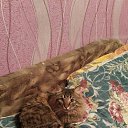 ���� ����, ���������, 55 ��� - ��������� 24 ���� 2016 � ������ ���������� ������