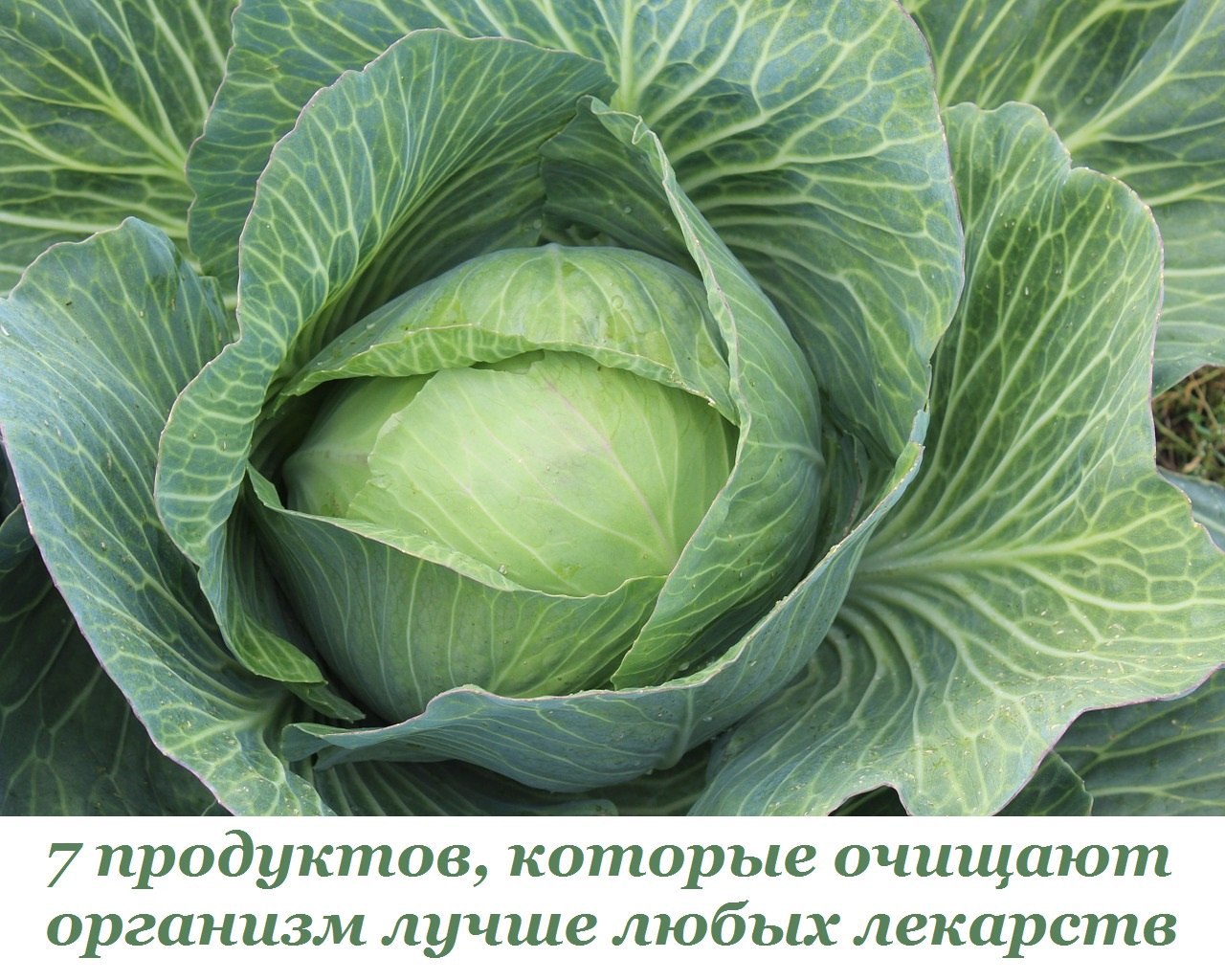 7 продуктов, которые очищают организм лучше любых лекарств. Острый вопрос очищения организма часто ...