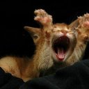  ,  -  11  2016    Ȼ