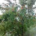 ���� Filip Lungu, �������, 66 ��� - ��������� 29 ���� 2016 � ������ ������� ����������