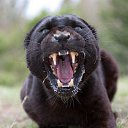 ���� Bagira, ������ - ��������� 4 �������� 2016 � ������ ���� ����������
