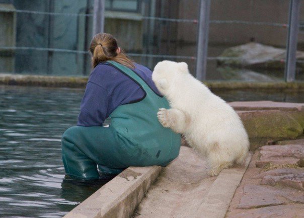Белый мишка Флоки обнимает сотрудника зоопарка Стэфани Крюгер.