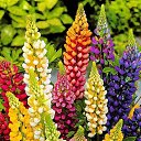  Nasser, , 64  -  24  2016    