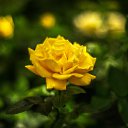 ���� ������, ������, 43 ���� - ��������� 26 ���� 2016 � ������ ���� �����������