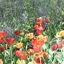 ��� ���� ����� ��������� �� ������� ���� ����������