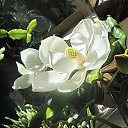  ,  -  15  2016    13    \