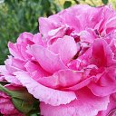 ���� Ks, ������ - ��������� 26 ������� 2016 � ������ ���� ����������