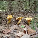 ������� �� ������� �������