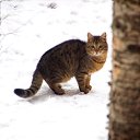 ���� �������, �����-���������, 55 ��� - ��������� 3 ������� 2016 � ������ ��������