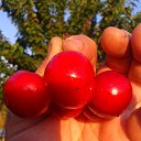 ��� ������� �� ������� ���� ����������