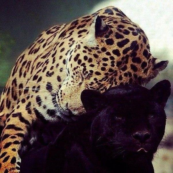 ���� ����� ����� ����� ����� ������� �� �����, �������� ��������.