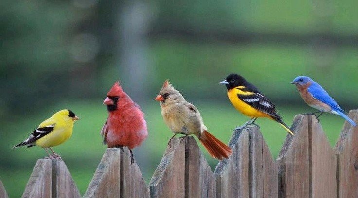  Angry Birds!