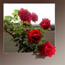 ���� ���������, �����-��������� - ��������� 4 ���� 2016 � ������ ������ ��������